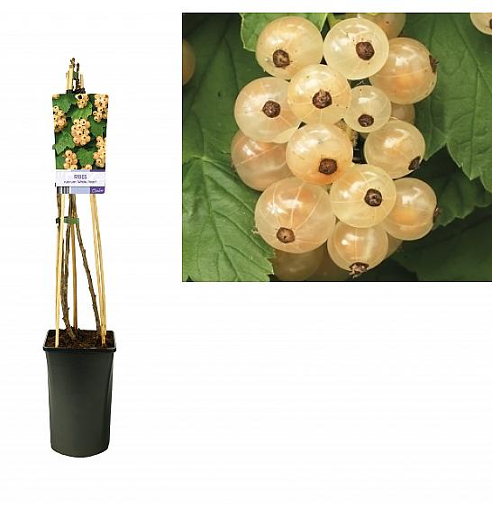 Ribes rubrum White Pearl C2,5 Lit. 40-60 cm