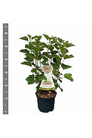 Ribes rubrum Werdavia C5 Lit. 40-60 cm