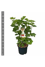 Ribes rubrum Jonkheer van Tets C5 Lit. 40-60 cm