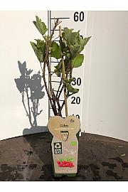 Ribes rubrum Jonkheer van Tets C2 Lit. 30-40 cm BIO
