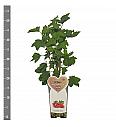 Ribes rubrum Jonkheer van Tets C2 Lit. 30-40 cm