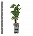 Ribes nigrum Titania C2 Lit. 30-40 cm