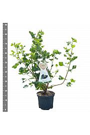 Ribes nigrum Jostine C5 Lit. 40-60 cm