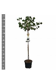 Ribes nidigrolaria Josta C5 Lit. Na steblu 90 cm