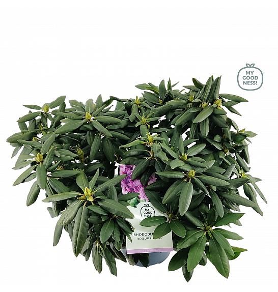 Rhododendron hybrid Roseum Elegans C7,5 Lit. 50-60 cm