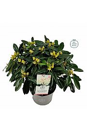 Rhododendron hybrid Percy Wiseman C5 Lit. 40-50 cm