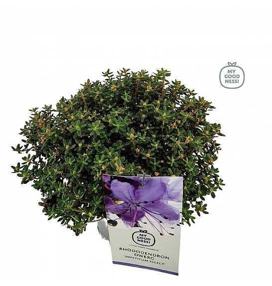 Rhododendron hybrid Impetitum Select C2 Lit. 20-25 cm