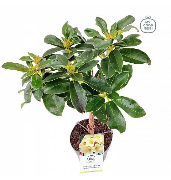 Rhododendron hybrid Horizon Monarch C3 Lit. Na steblu 30 cm