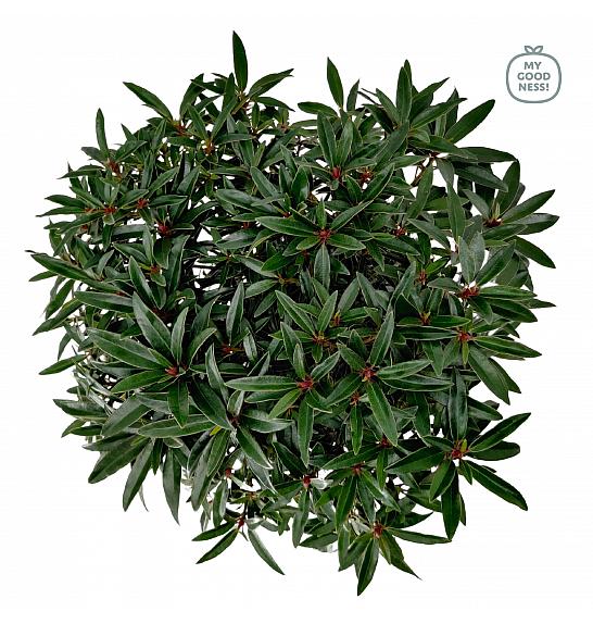 Rhododendron hybrid Graziella C7,5 Lit. 50-60 cm