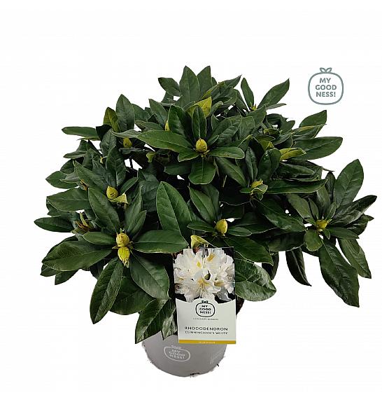 Rhododendron hybrid Cunningham White C5 Lit. 40-50 cm