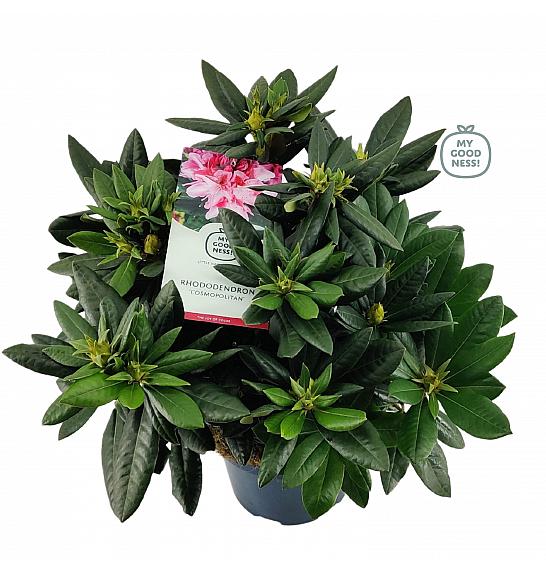 Rhododendron hybrid Cosmopolitan C7,5 Lit. 50-60 cm