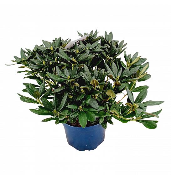 Rhododendron hybrid Cosmopolitan C15 Lit. 70-80 cm