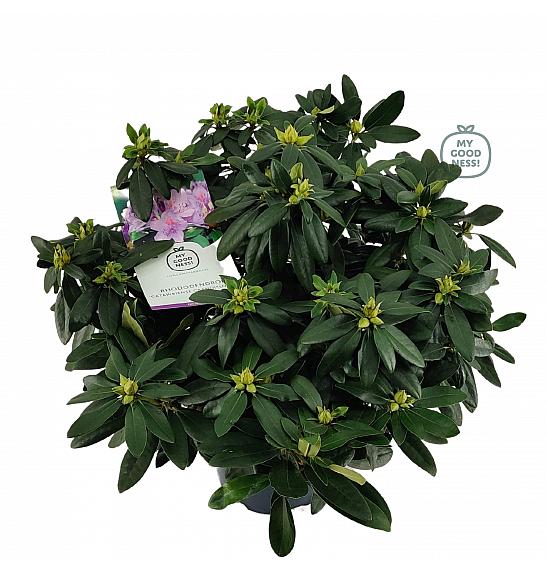 Rhododendron hybrid Cat. Grandiflorum C7,5 Lit. 50-60 cm