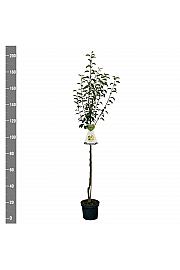 Pyrus communis Williams C7,5 Lit. 175-200 cm Na steblu 100 cm