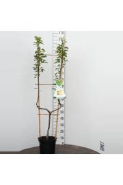 Pyrus communis Williams C7,5 Lit. 150-175 cm U forma
