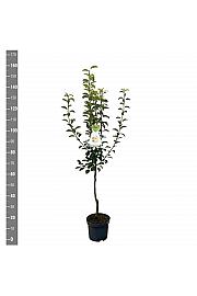 Pyrus communis Williams C7,5 Lit. 125-150 cm