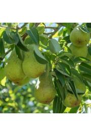 Pyrus communis Williams C7,5 Lit. 125-150 cm