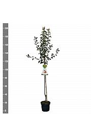 Pyrus communis Red Williams C7,5 Lit. 175-200 cm Na steblu 100 cm
