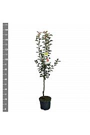 Pyrus communis Red Williams C7,5 Lit. 125-150 cm