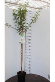 Pyrus communis Gieser Wildeman C7,5 Lit. 175-200 cm Na steblu 100 cm