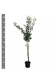 Pyrus communis Gellerts Butterbirne /Beurré Hardy C7,5 Lit. 175-200 cm Na steblu 100 cm