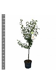 Pyrus communis Gellerts Butterbirne /Beurré Hardy C7,5 Lit. 125-150 cm