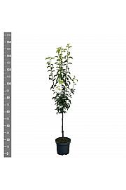 Pyrus communis Conference C7,5 Lit. 125-150 cm