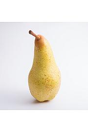 Pyrus communis Clairegau Butterbirne C5 Lit. 60-80 cm Stebričasta