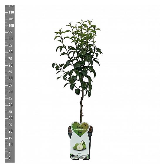 Pyrus communis Alexander Lucas C5 Lit. 80-100 cm Patio