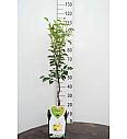 Pyrus communis Abate Fetel C5 Lit. 80-100 cm Patio