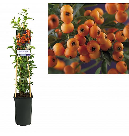 Pyracantha coccinea Golden Charmer C2,5 Lit. 40-60 cm