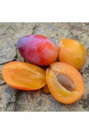 Prunus syriaca Aprimira C5 Lit. 125-150 cm
