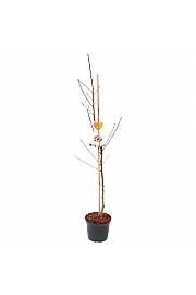 Prunus persica Suncrest C7,5 Lit. 125-150 cm