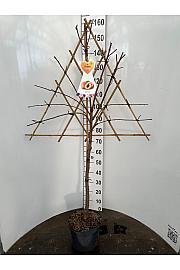 Prunus persica C7,5 Lit. 150-175 cm Špalir