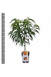 Prunus nucipersica Flavortop C5 Lit. 80-100 cm Patio