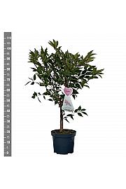 Prunus nipponica Ruby C7,5 Lit. 80-100 cm