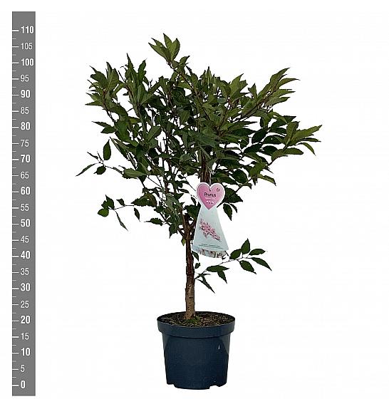 Prunus nipponica Ruby C7,5 Lit. 80-100 cm