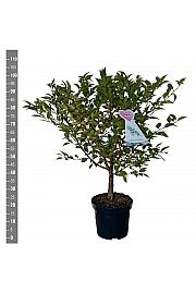 Prunus nipponica Brillant C7,5 Lit. 80-100 cm