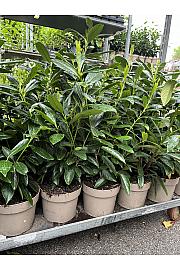 Prunus laurocerasus Caucasica C3 Lit. 50-60 cm