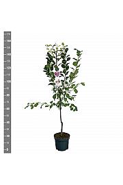 Prunus domestica The Czar C7,5 Lit. 125-150 cm