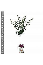 Prunus domestica The Czar C5 Lit. 80-100 cm Patio
