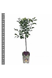 Prunus domestica The Czar C5 Lit. 80-100 cm BIO