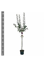 Prunus domestica Reine Claude dAlthan C7,5 Lit. 175-200 cm Na steblu 100 cm