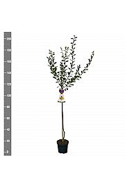 Prunus domestica Mirabelle de Nancy C7,5 Lit. 175-200 cm Na steblu 100 cm