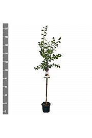 Prunus domestica Jubileum C7,5 Lit. 175-200 cm Na steblu 100 cm