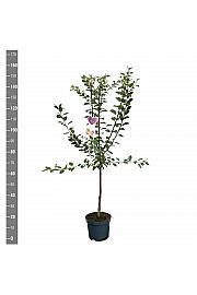Prunus domestica Aprimira C7,5 Lit. 125-150 cm