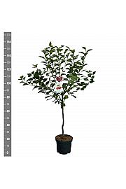 Prunus cerasifera Morellenfeuer C7,5 Lit. 125-150 cm