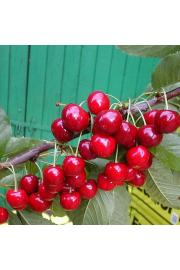 Prunus avium Victoria C5 Lit. 60-80 cm Stebričasta