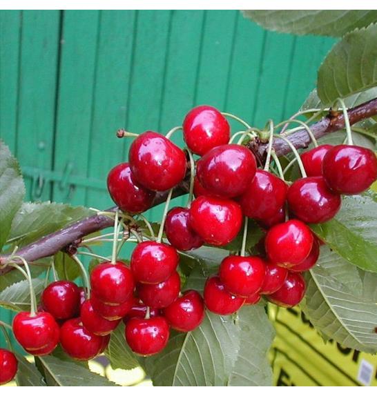 Prunus avium Victoria C5 Lit. 60-80 cm Stebričasta
