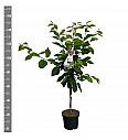 Prunus avium Regina C7,5 Lit. 125-150 cm
